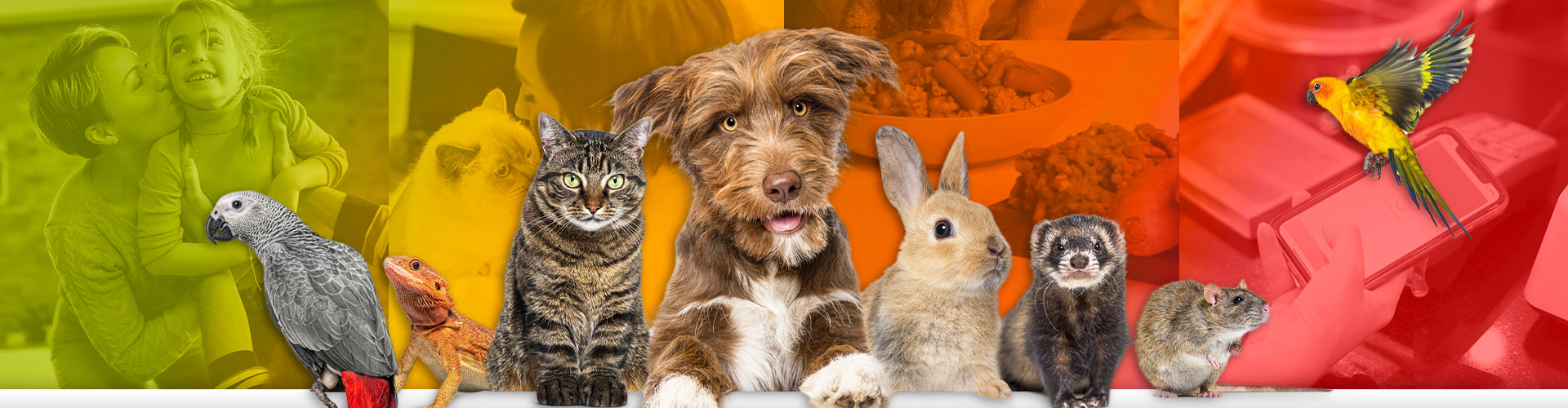 13 Pet Consumer Insights blog main banner